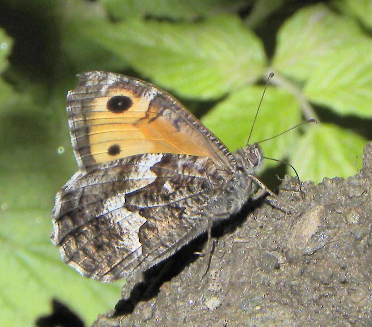 Hipparchia semele